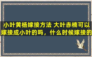 小叶黄杨嫁接方法 大叶赤楠可以嫁接成小叶的吗，什么时候嫁接的